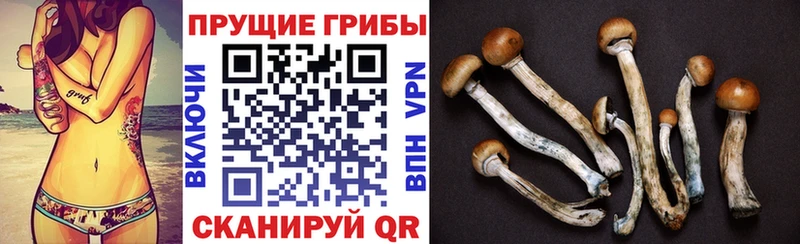 магазин    Лабытнанги  Галлюциногенные грибы Psilocybine cubensis 